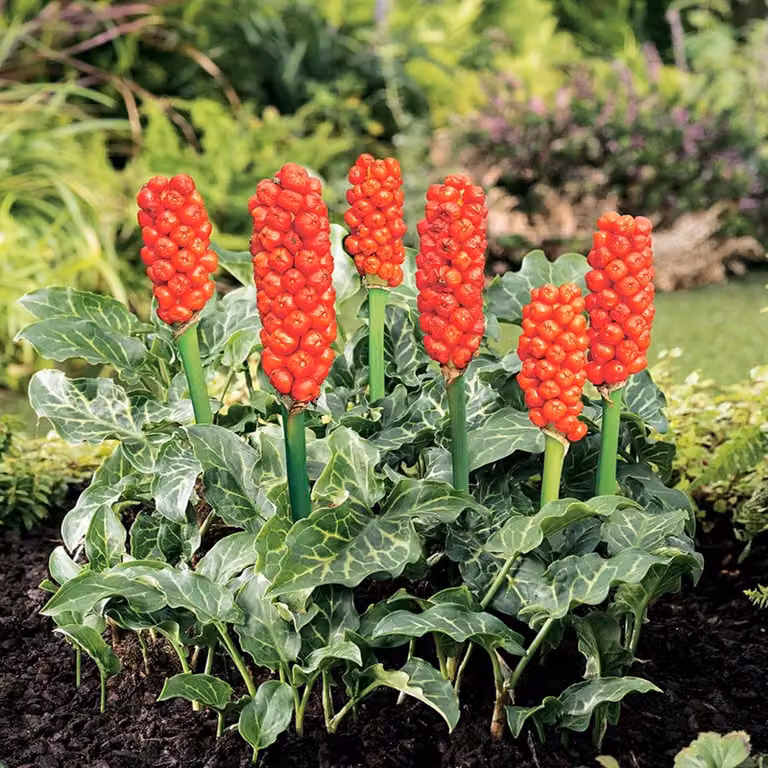 Arum Italicum Bulbi Fiori Arum italiano 3 pz.