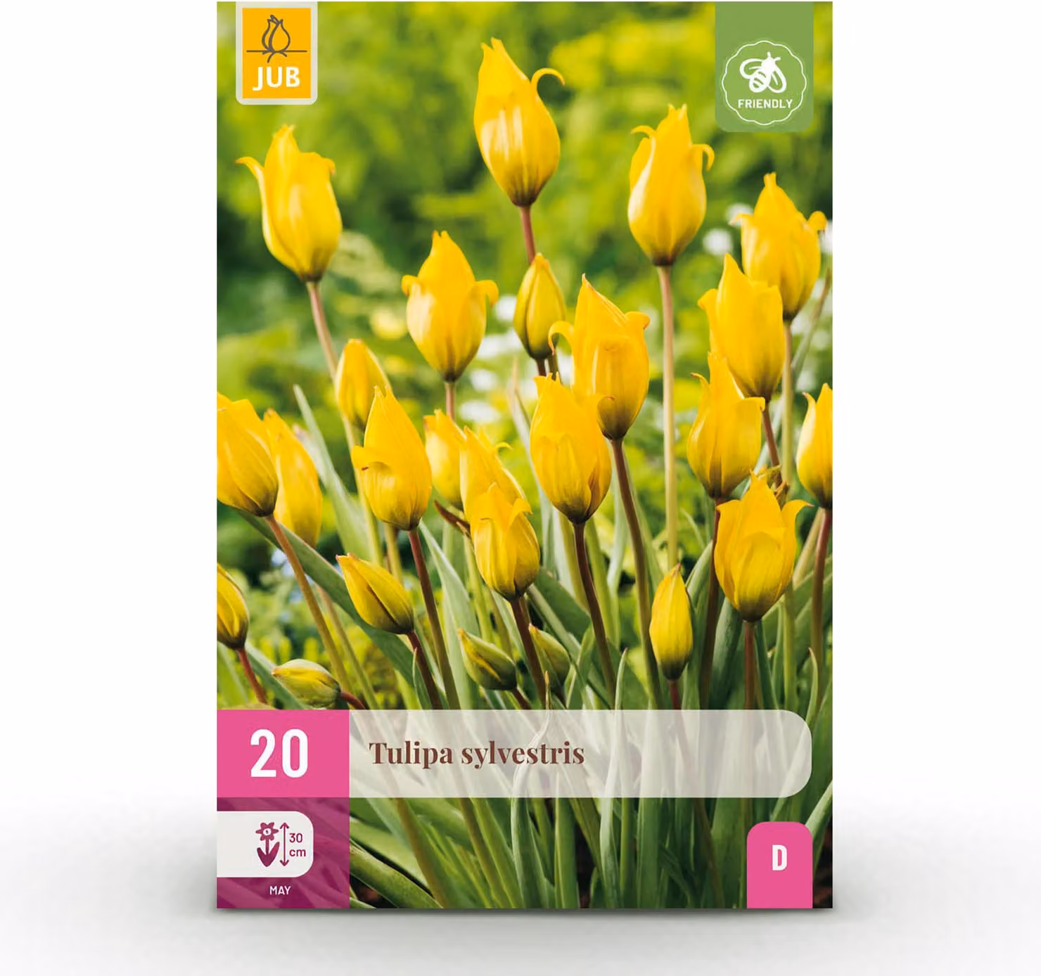 Bulbi da fiore - Tulipano 'Sylvestris' - Giallo - 20 piante - Bulbo misura 5/6 - 20-50cm - Ø5cm - Pianta da giardino - Multideal