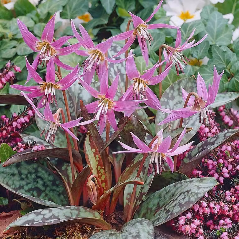 Erythronium bulbo Bulbi di fiori Fiori Dogtooth Dens Canis 1 pz.