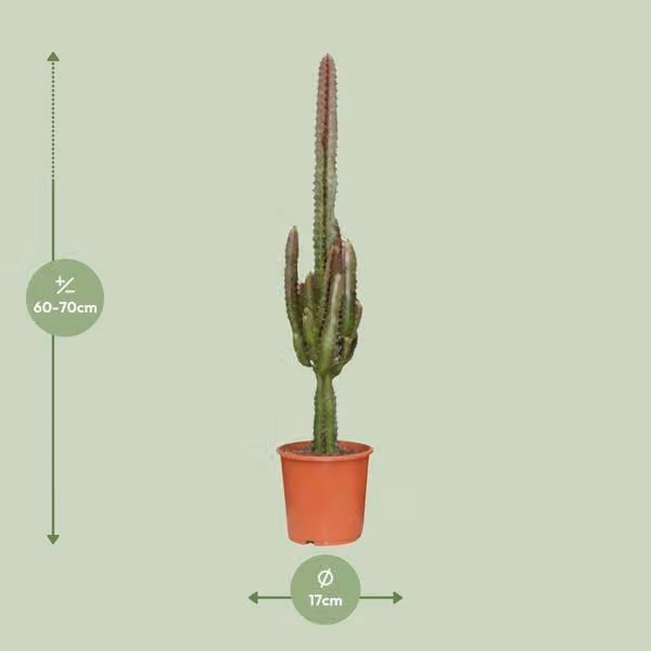 Euphorbia trigona rubra, pianta da appartamento a forma triangolare, Ø17cm
