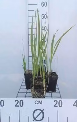 6 x Crocosmia masoniorum - Crocosmia - vaso 9 x 9 cm