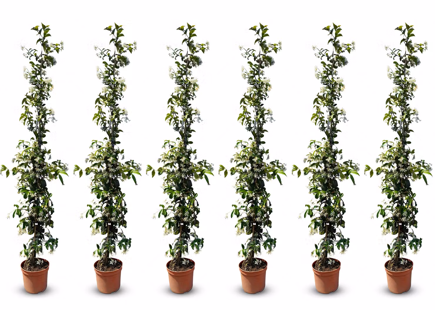 Sunny Tree - Gelsomino toscano - Rampicante - 6 pz - Pianta da esterno - Resistente a -18 - Trachelospermum Jasminoides - 160 cm