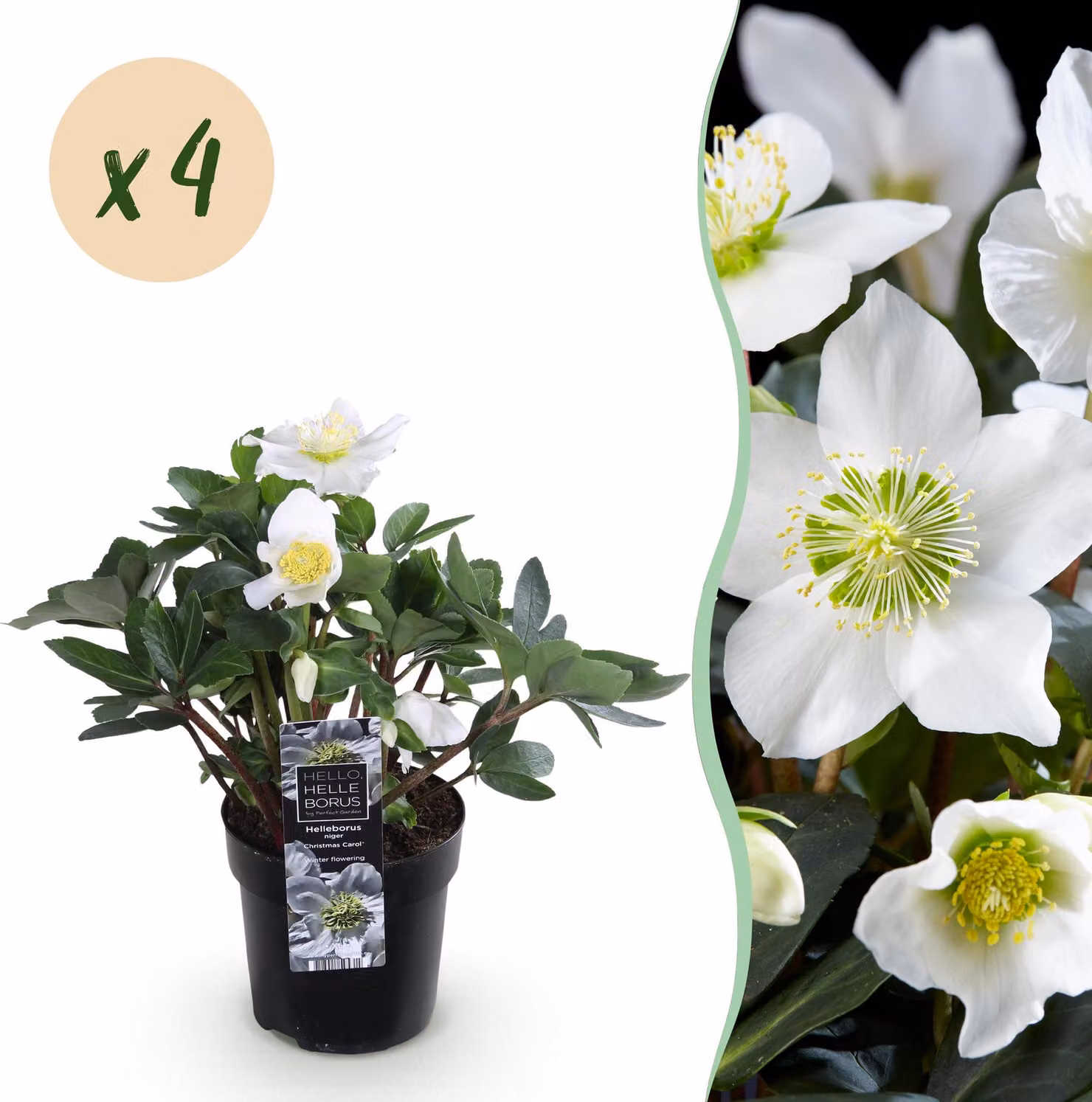 Rosa di Natale - Helleborus Christmas Carol - Fiore bianco - 4 piante - Sempreverde - 25cm - Ø10,5cm - Pianta da giardino