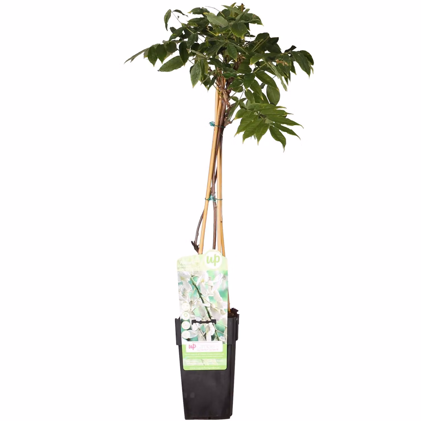 Glicine Floribunda 'Longissima Alba' - ↨65Cm - Ø15