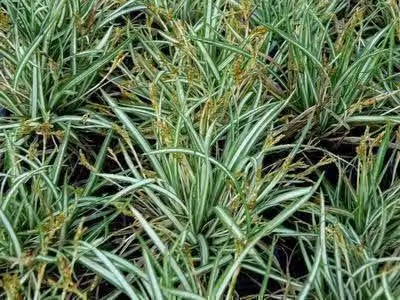 6 x Carex ornithopoda 'Variegata' - Sedge Variegata - vaso 9 x 9 cm