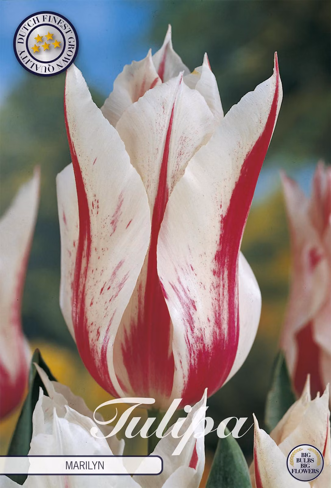Tulipano Marilyn (7 pezzi) | Bulbi di tulipano di Sam van Schooten