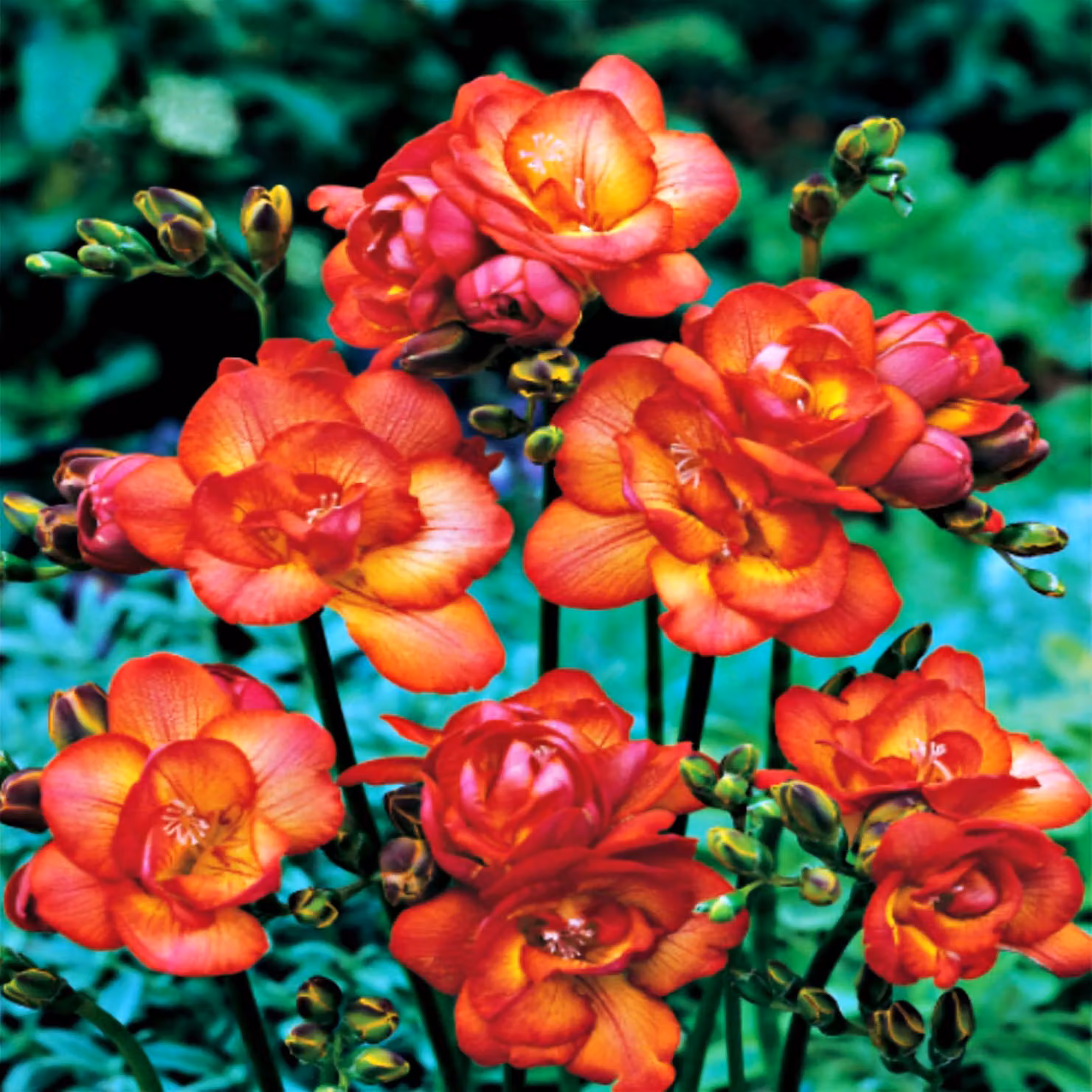 Bulbo Bulbo da fiore Pianta da vasca Aiuola perenne Fresia ripiena rossa 10 pz.