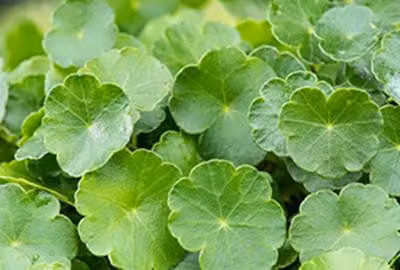 6 x Hydrocotyle vulgaris - Centella comune - Vaso 9 x 9 cm