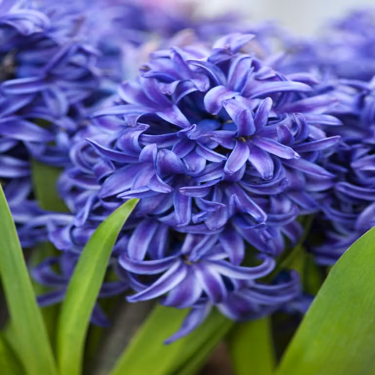 Bulbi di giacinto Bulbi di fiori Hyacinthus Blue Pearl 5 pz.
