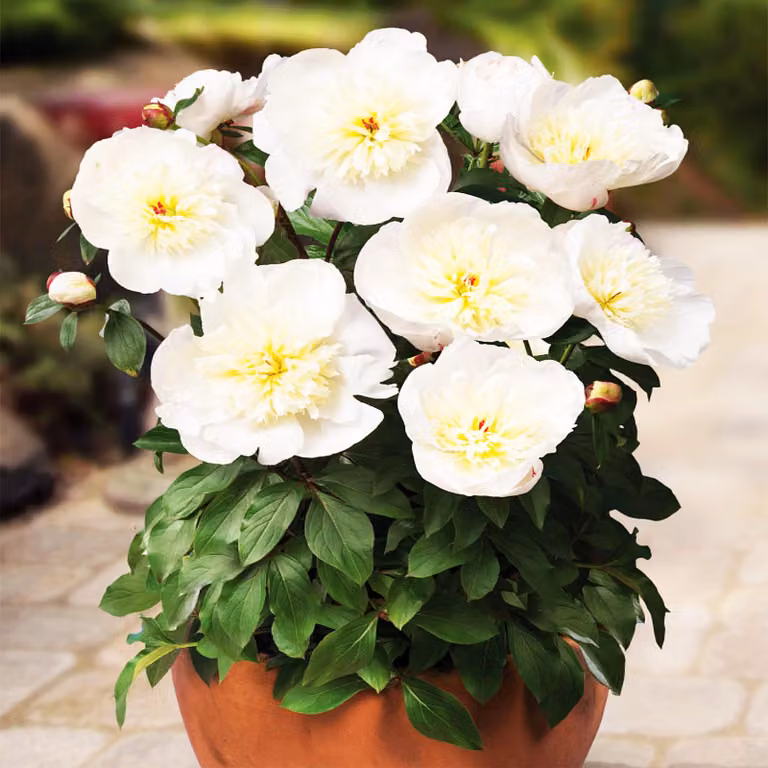 Paeonia Peonia piantina Patio Madrit 1 pz Peonie piantine Profumate