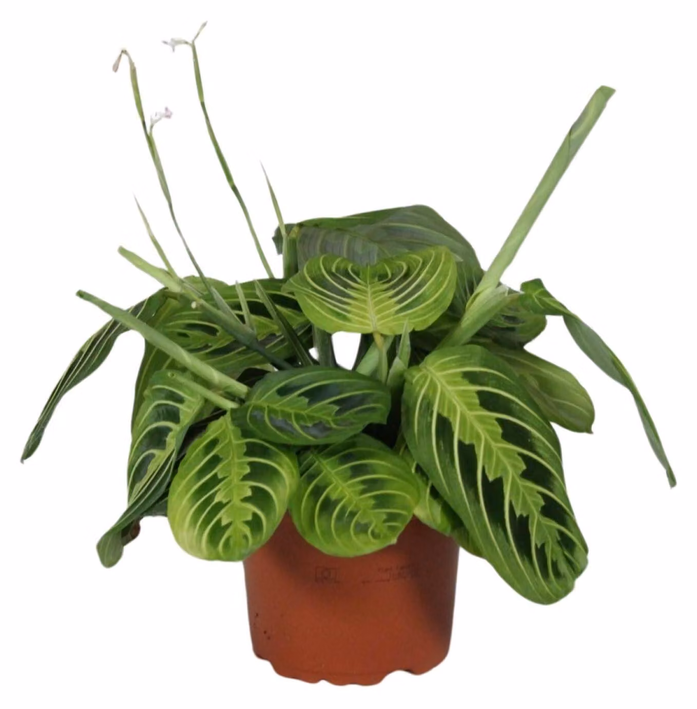 Maranta Leuconeura Fascinator Limone Lime - 30cm - Ø12cm - Pianta d'appartamento - Sempreverde