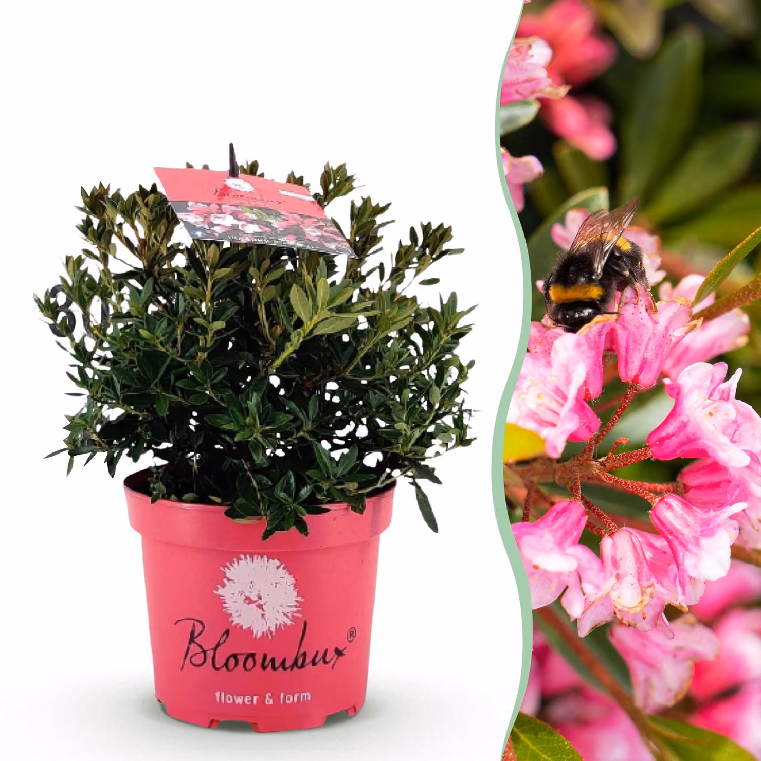 Rododendro nano - Rhododendron Bloombux Magenta - Bosso da fiore - Bassa manutenzione - Fiore rosa - 30-40cm - Ø17cm - Pianta da giardino