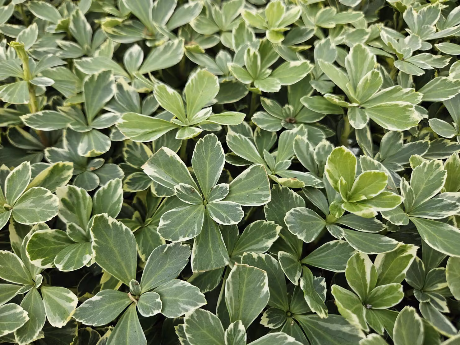 Pachysandra terminalis 'Variegata' - Ø10-25cm - Ø9cm - 6 piante - Coprisuolo