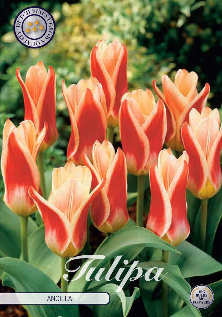 Tulipano Ancilla (7 bulbi) | Bulbi di tulipano di Sam van Schooten