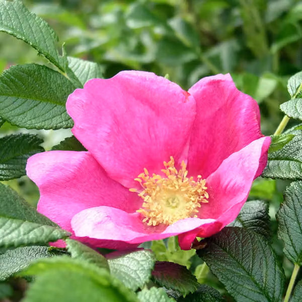 2 x Rosa 'Rubra' (Rosa rugosa 'Rubra') | Altezza: 40-60 cm, in vaso