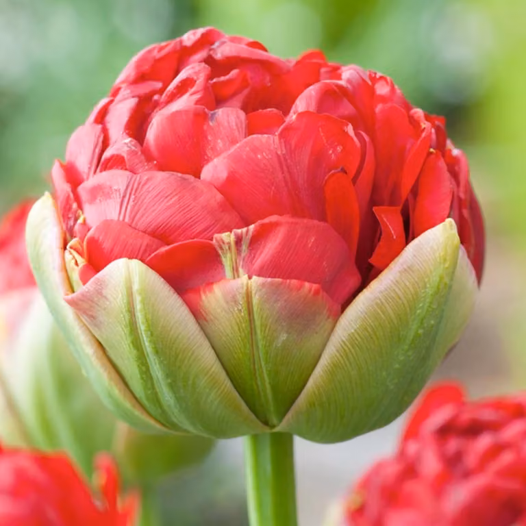 Tulipani Fiore Bulbi Fiori Ghiaccio Tulipano Imbottito Pop Up Rosso 1 pz.