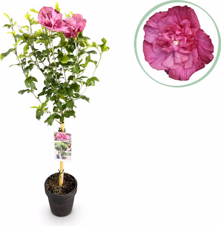 Hibiscus syriacus Magenta Chiffon - Pianta da appoggio - Pianta da terrazzo - Decidua - Bassa manutenzione - 80-90cm - Ø19cm - Pianta da giardino