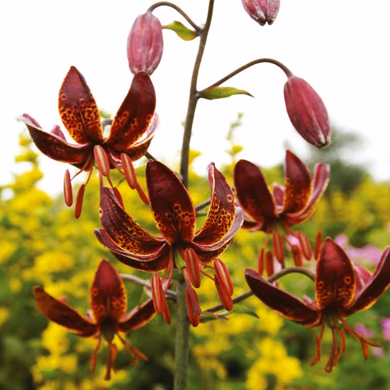 Gigli Bulbi da fiore Fiori Giglio a cappuccio Maroon King 1 pz.