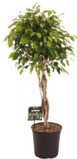 Ficus benjamina Exotica - Ø27cm - Ø120cm - Grande pianta da appartamento dal