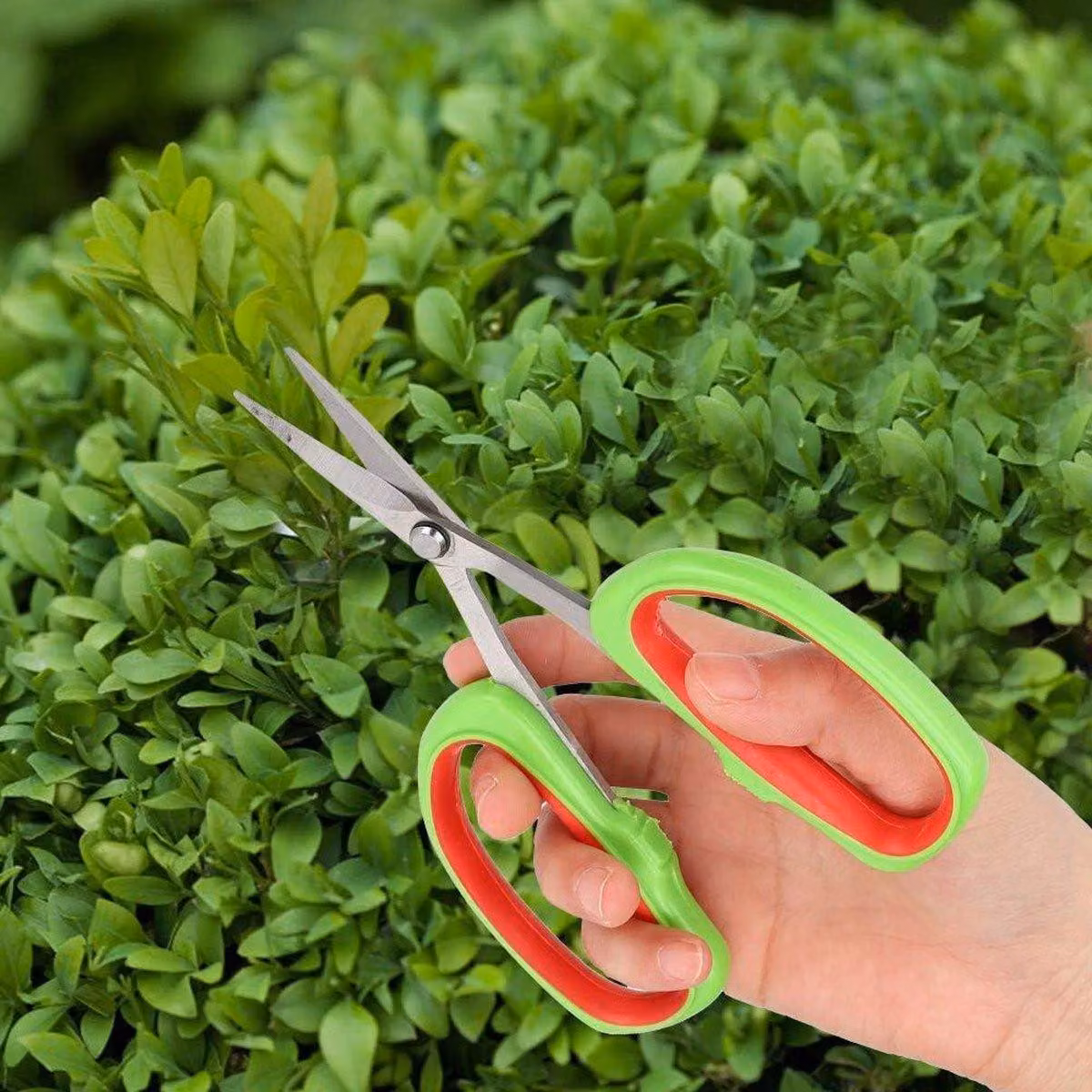 Attrezzo giapponese in acciaio inossidabile per bonsai - per potare i rami degli alberi da frutto - tagliaviti per grappoli