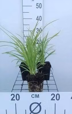 6 x Hemerocallis hybr. 'Sammy Russell' - daylily - vaso 9 x 9 cm