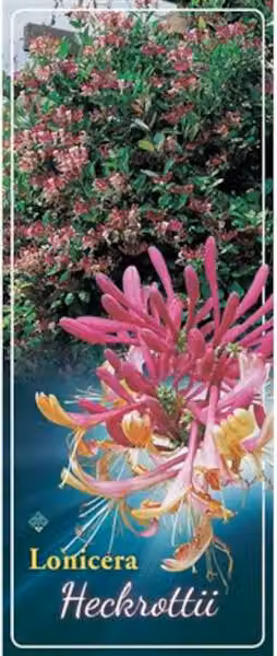 Lonicera heckrottii (American Beauty), varietà di lonicera, altezza 60-80 cm