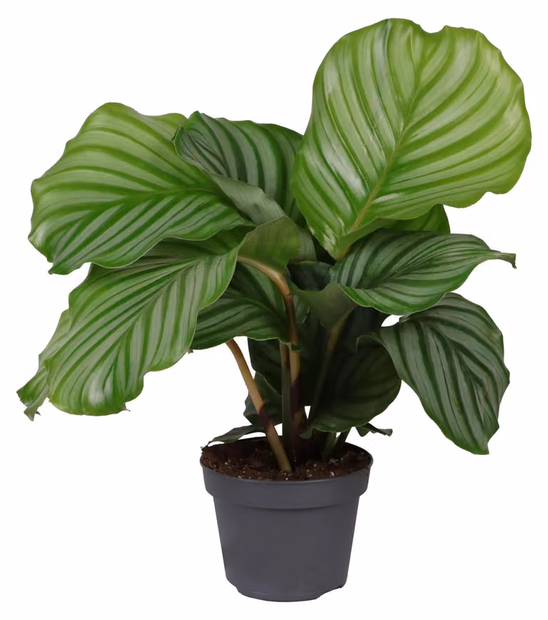 Calathea orbifolia 30-40 cm - Maranta a foglia rotonda - Pianta da appartamento - Adatta agli animali domestici