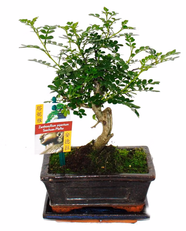 Pepe bonsai di Sichuan - Zanthoxylum piperitum - circa 6 anni - forma sferica