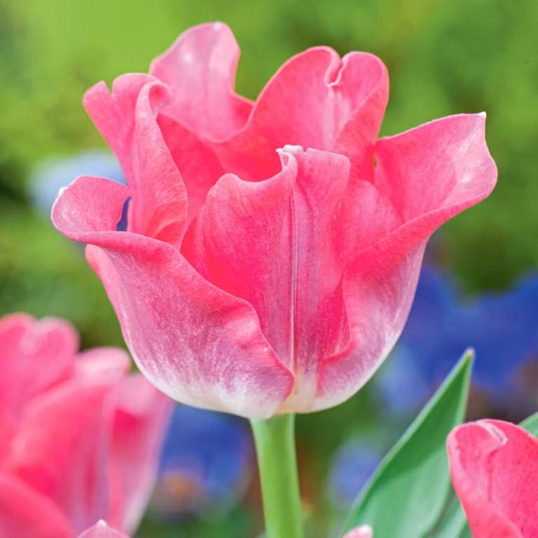 Tulipani Bulbi Fiori Esclusivo Tulipano della Dinastia 5 pz.