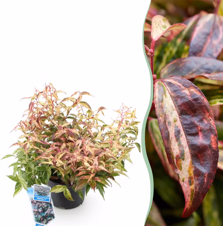 Leucothoe Makijaz - Marrone - Sempreverde - Bassa manutenzione - 35-45cm - Ø17cm - Pianta da giardino
