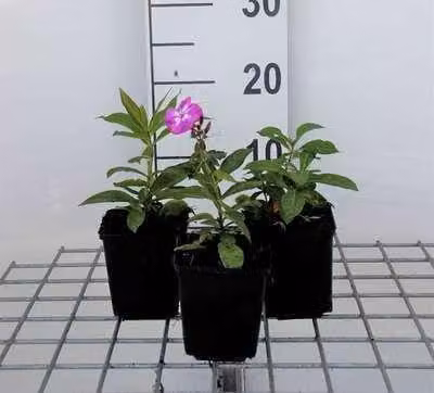 6 x Phlox (p) 'Laura' - Fiore di fiamma - vaso 9 x 9 cm
