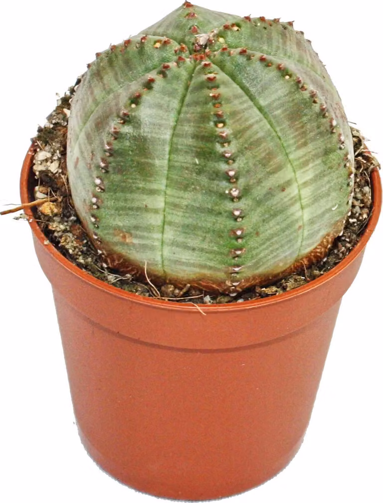 Euphorbia obesa - Euforbia «baseball» - Euforbia - Piante grasse in vaso da 5,5 cm