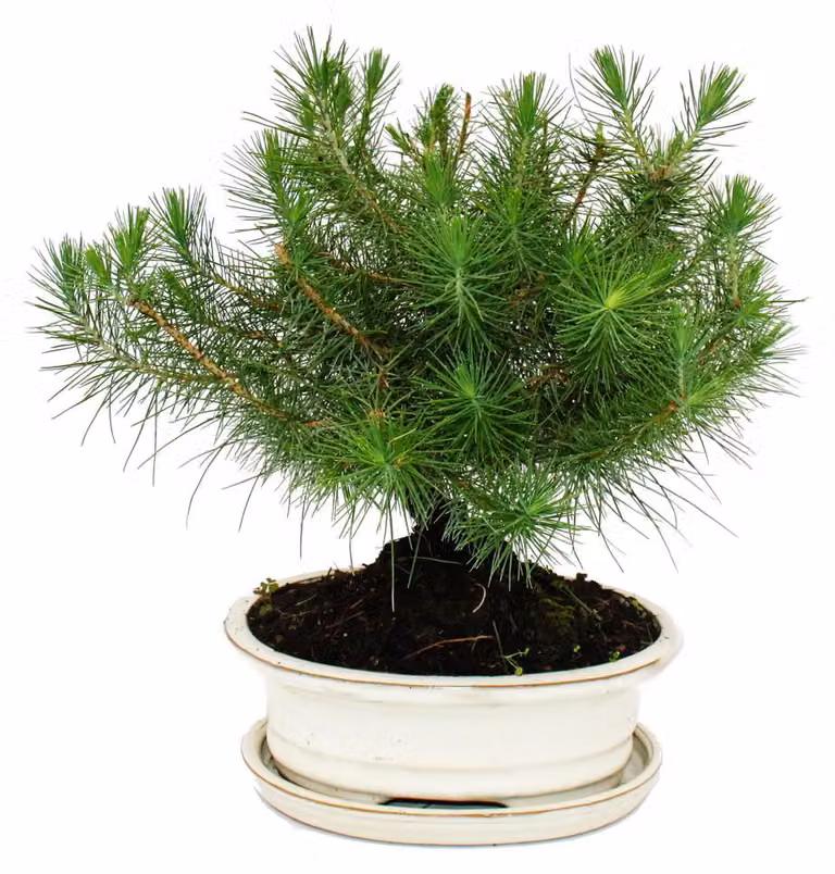 Bonsai - Pinus halepensis - Pino d'Aleppo - 9 anni circa