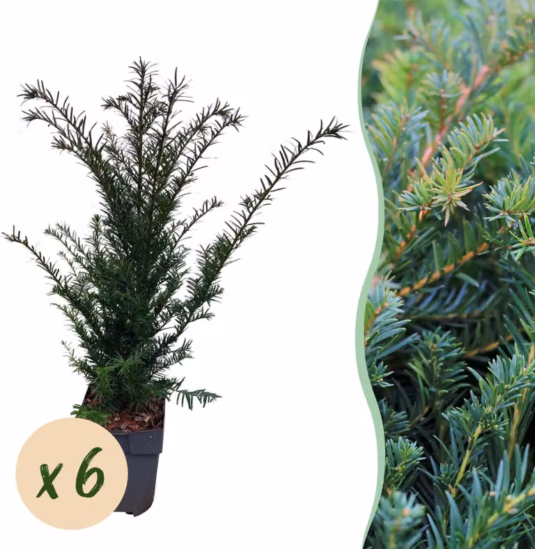 Piante da siepe - Taxus baccata - foglia verde - 6 piante - 1 metro lineare - sempreverde - 50-60cm - Ø20cm - Pianta da giardino