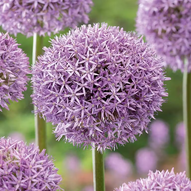 Bulbi da fiore Bulbi Porro ornamentale Allium Stipitatum 1 pz.