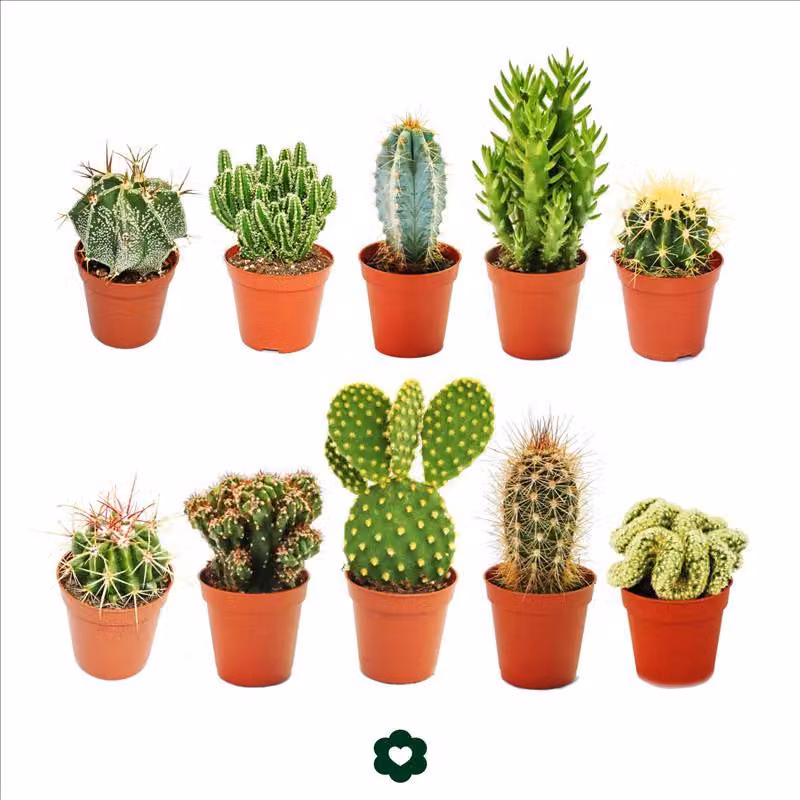 10 diversi cactus vaso da 5,5 cm in un set