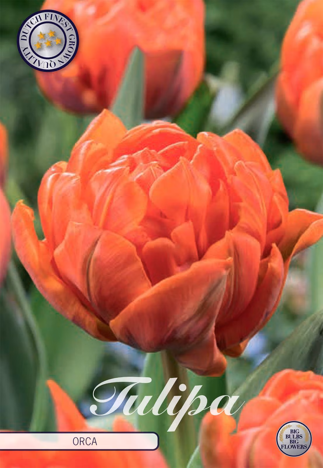 Tulipano Orca (7 pezzi) | Bulbi di tulipano di Sam van Schooten