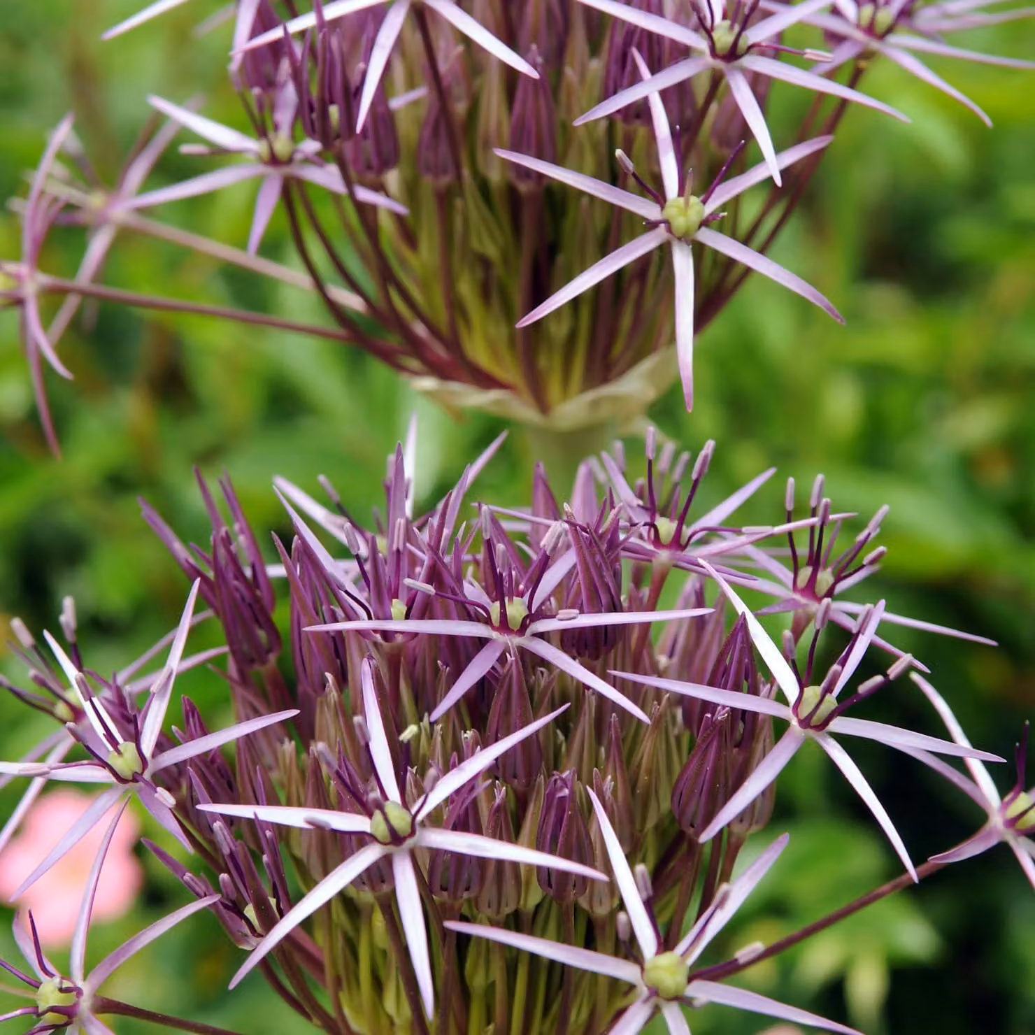 Bulbi di Allium resistenti al freddo invernale, perenni - varietà Christophii - 5 bulbi - Bulbi di Allium Giganteum - Piante profumate provenienti dall'Olanda, ideali per giardino e vasi (bulbi di grandi dimensioni, senza semi, non trattati artificialment