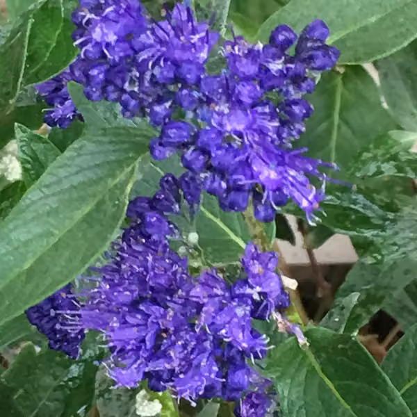 2 piante di Caryopteris clandonensis 'Heavenly Blue' | Altezza: 25-30 cm, in vaso