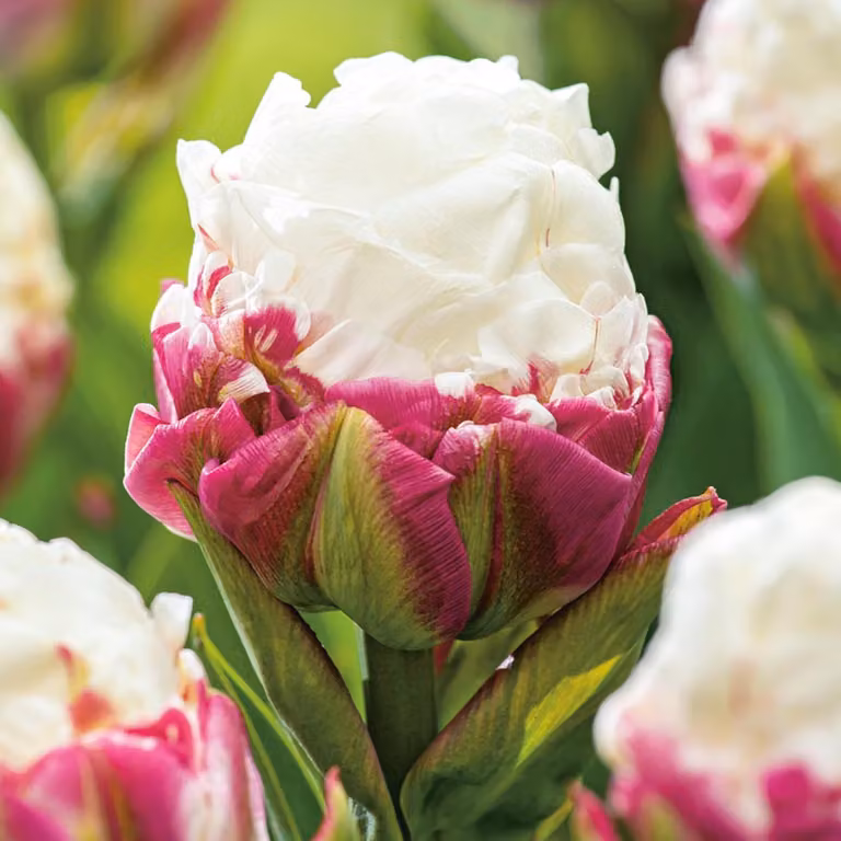 Tulipano gelato 1 pz. Bulbi di tulipano Bulbi di tulipano