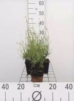 6 x Lavandula int. 'Grosso' - Lavanda - vaso 9 x 9 cm