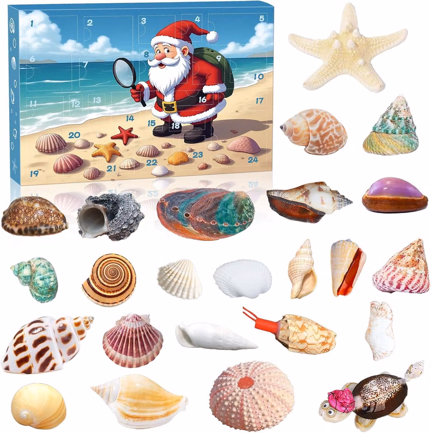 Calendario dell'Avvento con conchiglie 2025 per bambini, collezione di 24 conchiglie naturali, calendario dell'Avvento per piccoli esploratori del mare: idee regalo per bambini e bambine