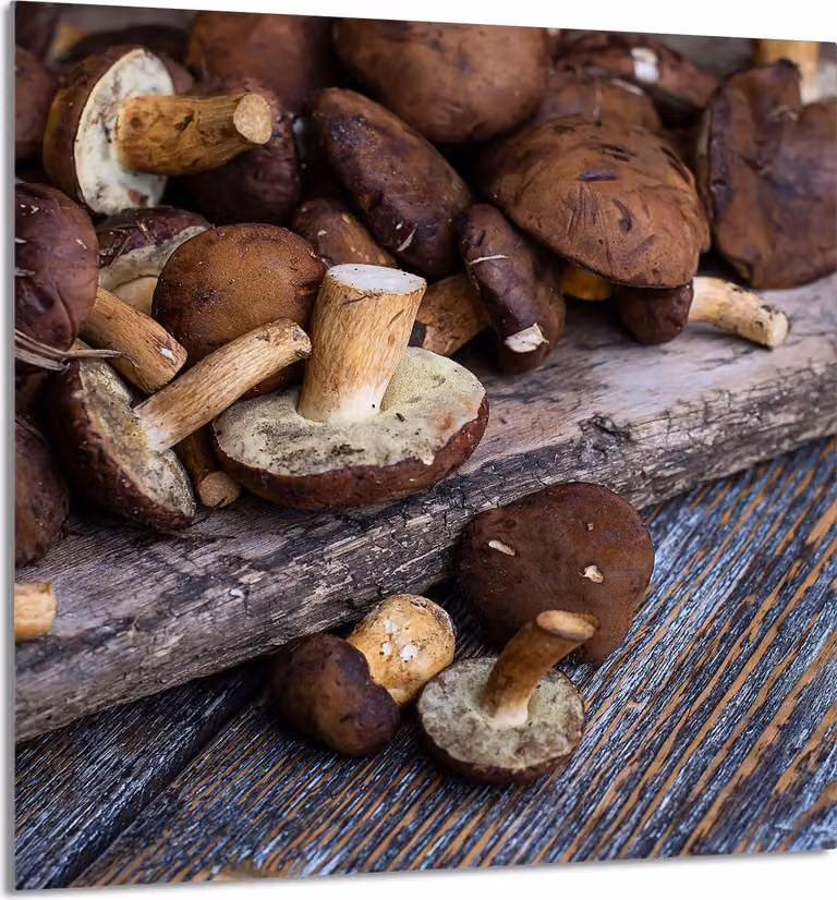PIATTO IN VETRO PER CUCINA 60x65 Funghi