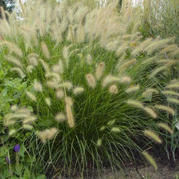 6 piante di *Pennisetum alopecuroides* (erba ornamentale a spiga), adatte per vasi. Vaso: 9x9 cm