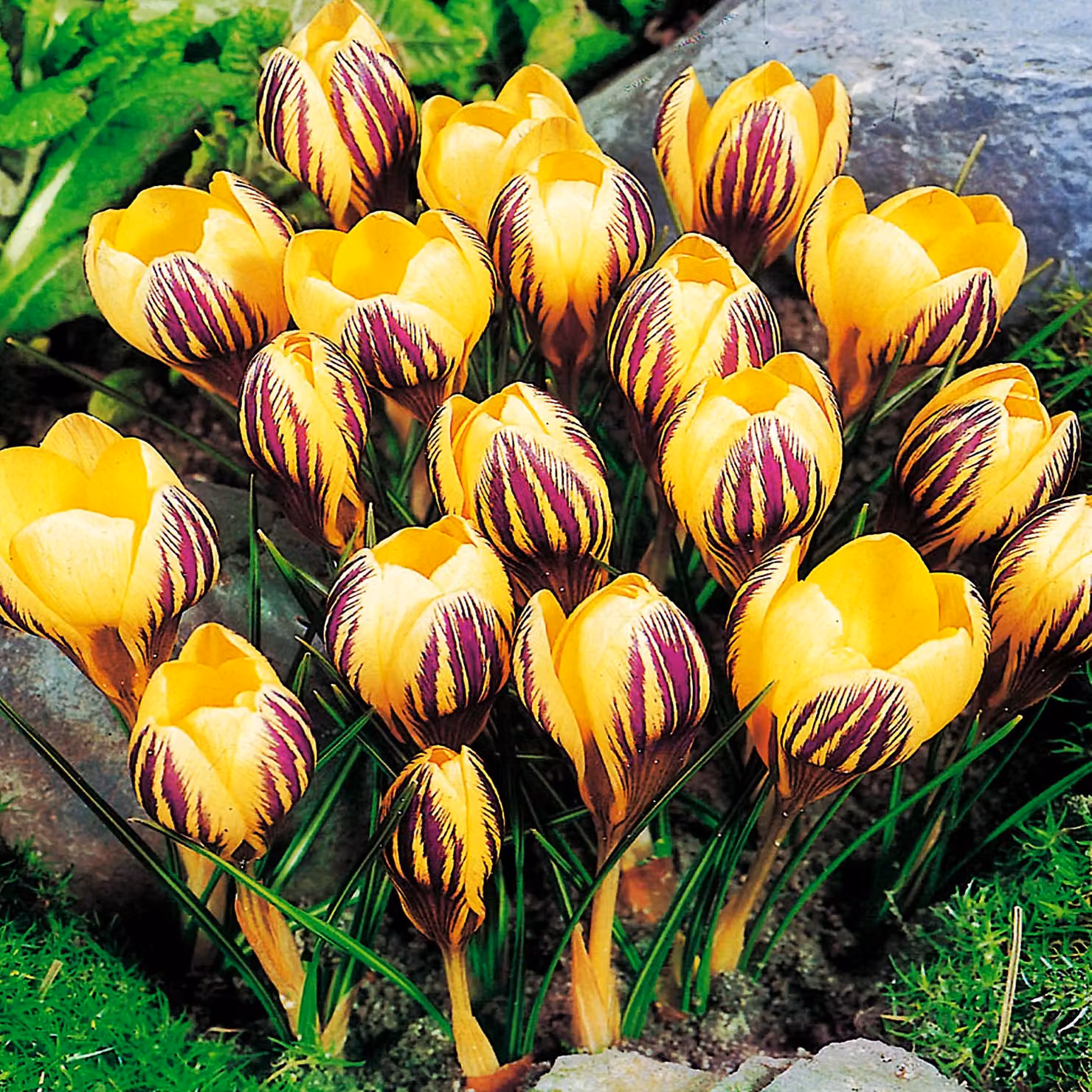 Bulbi da fiore Bulbi Crocus a fiore grande Crocus Saturnus 10 pz.
