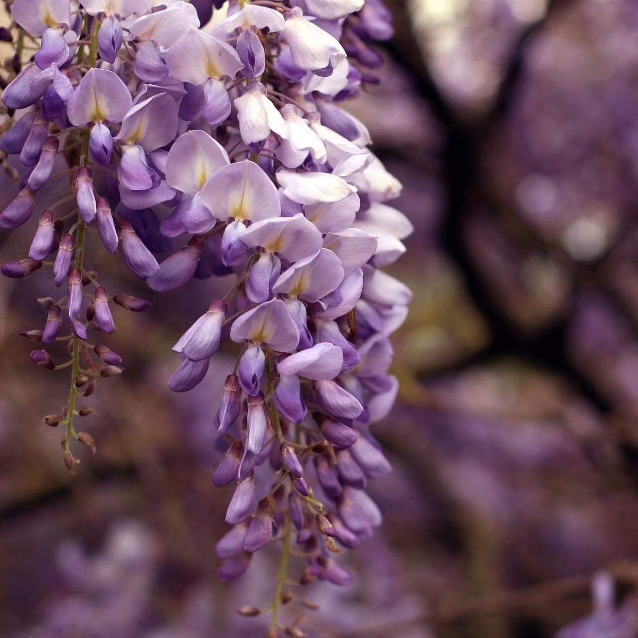 Glicine giapponese Violacea Plena 2L
