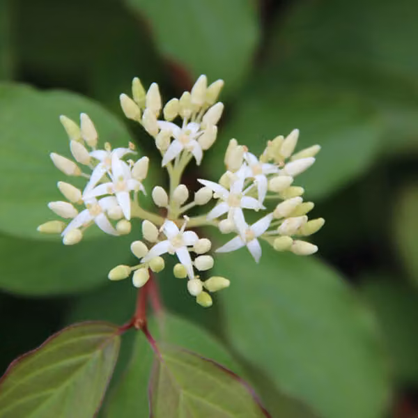 Hartriegel (Cornus sanguinea 'Winter Beauty') | 60-80 cm, in vaso