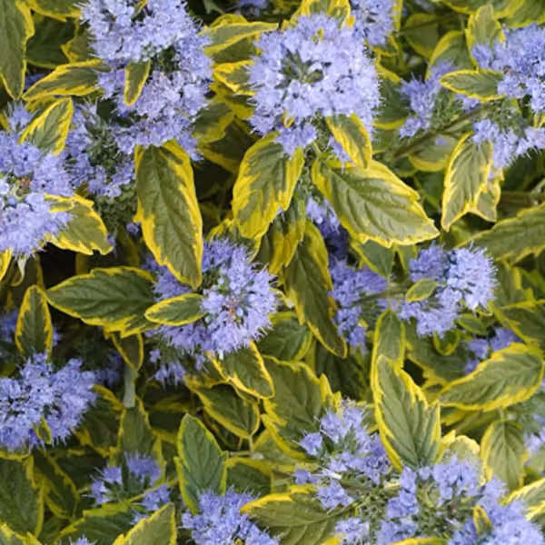 2 piante di Caryopteris clandonensis 'Summer Sorbet' | Altezza: 30-40 cm, in vaso
