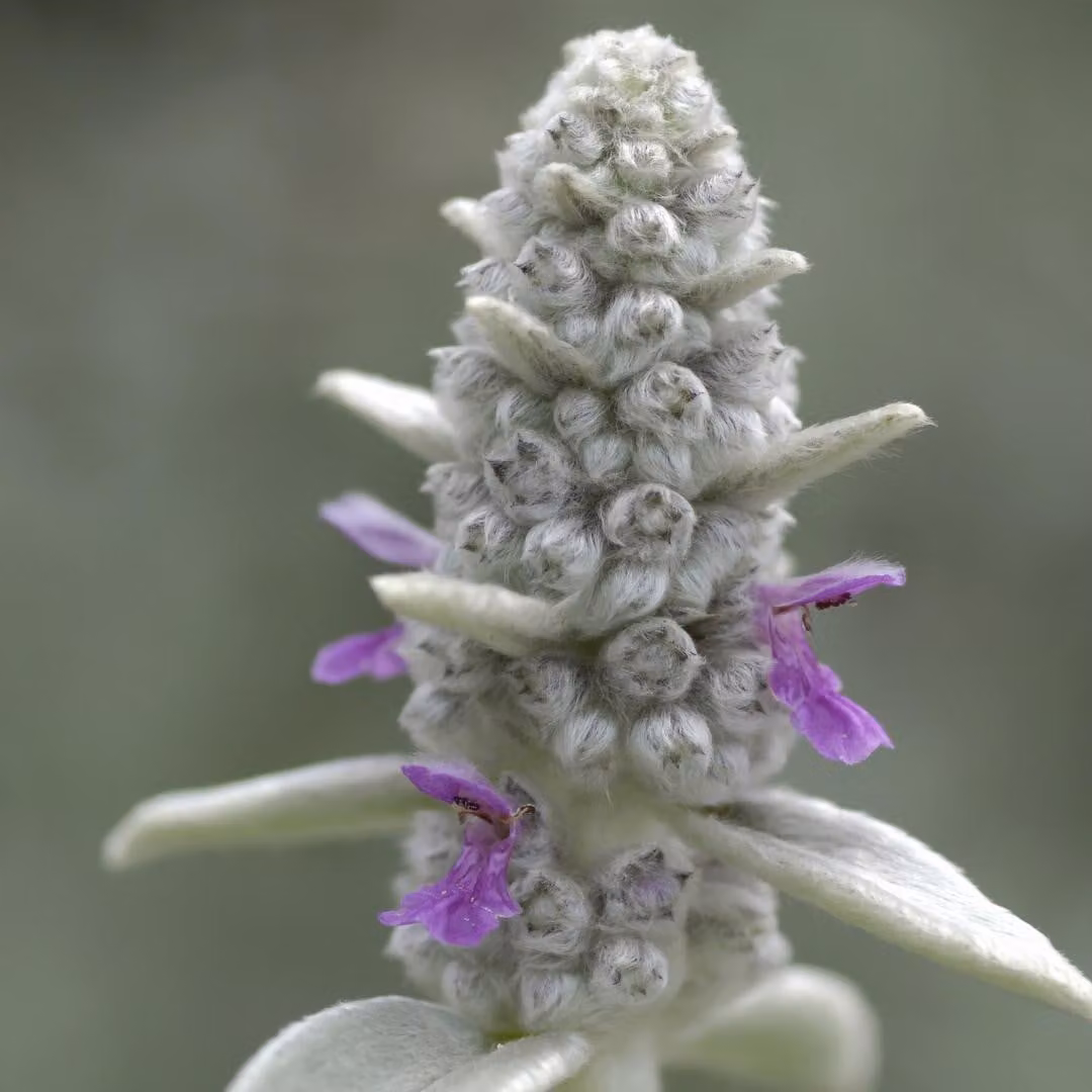 Stachys byzantina, 6 piante, Ø9cm, altezza 10-25cm, pianta perenne resistente