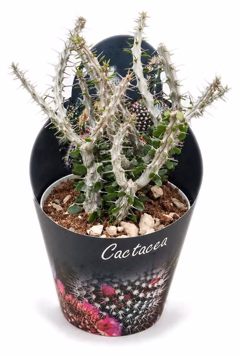 Alluaudia procera - Albero polipo - Rarità - 14cm vaso - 35cm alto